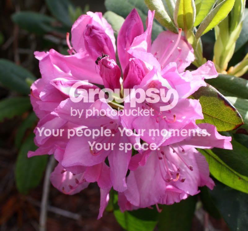 flower.jpg