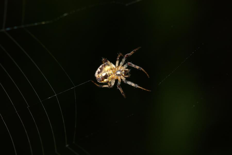 Spider_Spinning_by_mack1time.jpg