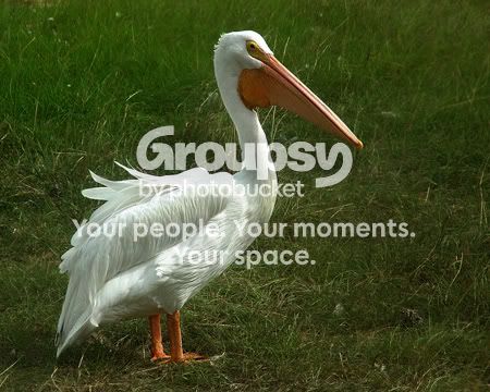 pelican.jpg