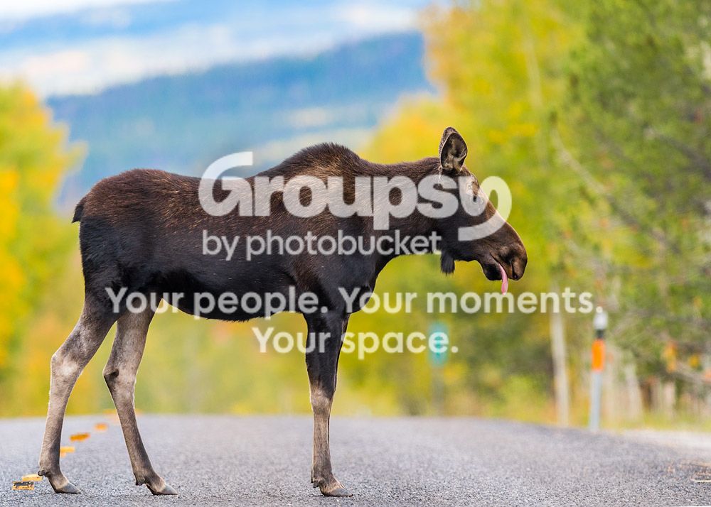 Moose1_zpse37c30a5.jpg~original