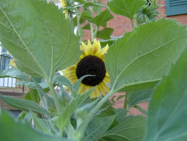 stormandsunflower007.jpg