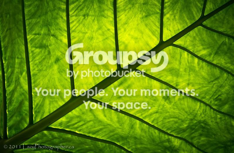 Greenhouse-16-EDITED.jpg