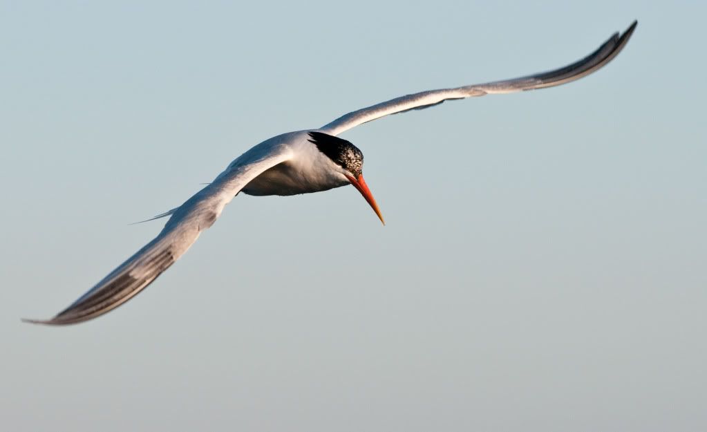 20090711-_DSC0960.jpg