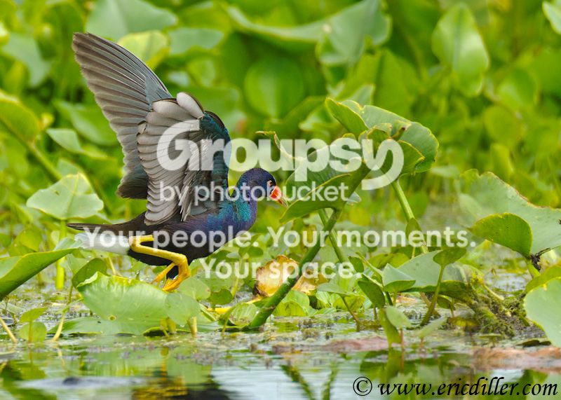 _ECD3894-copy800.jpg