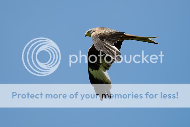 _D2N8440_black_kite.jpg
