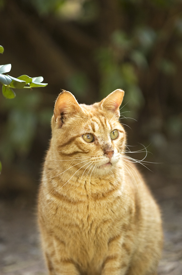 Orangecat_by_VaD70im.jpg