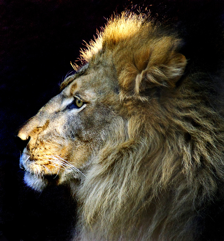 LAZoo-37-XL.jpg