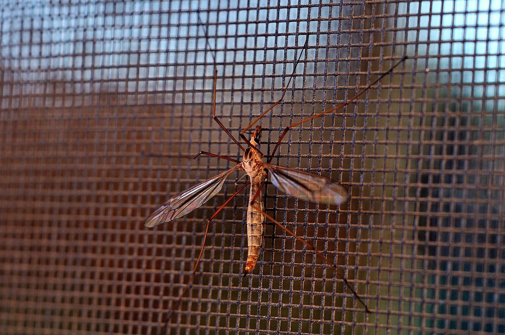 6780743444_f2604b56f6_b.jpg