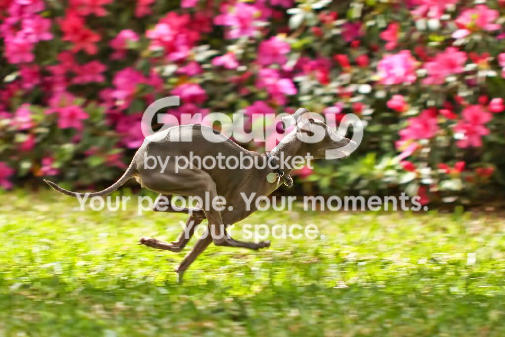 cupid.jpg