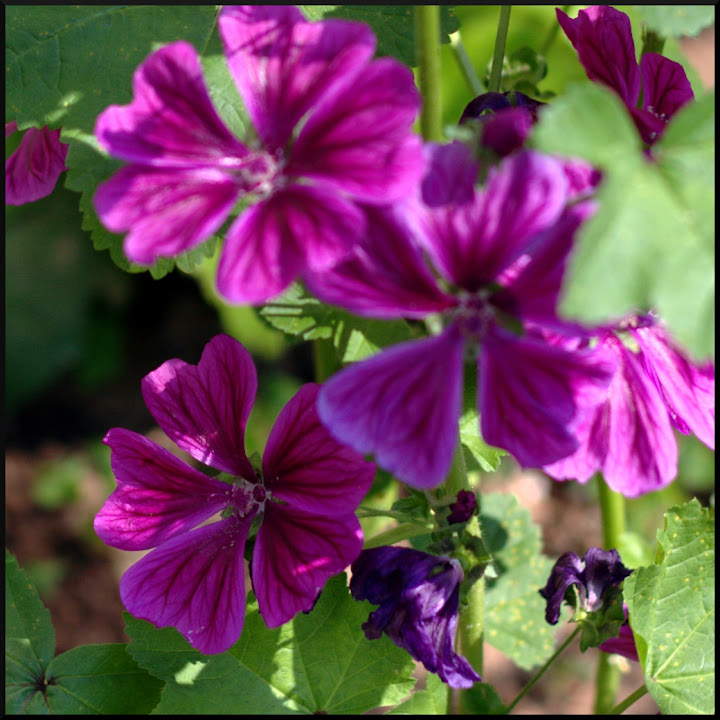 Purple1.jpg
