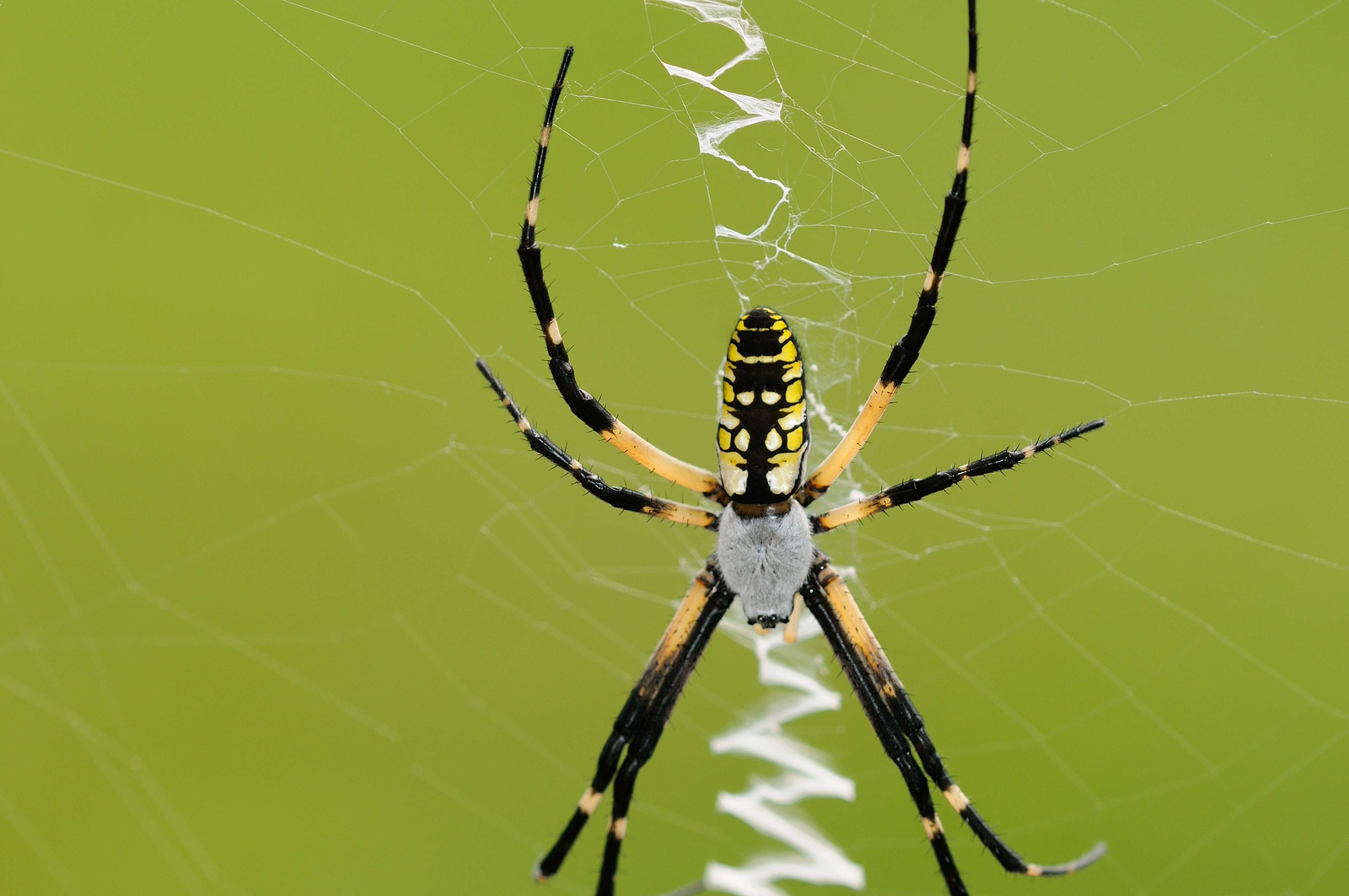 DSC_00061-X3.jpg