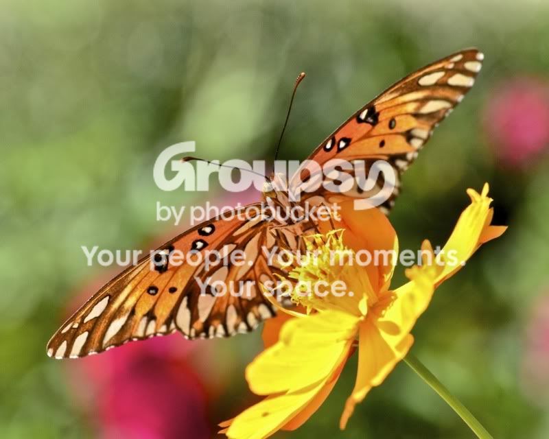 Monarchfromunderneath8x10.jpg