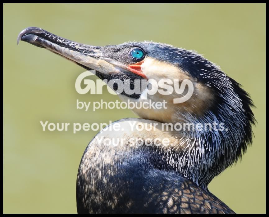 blueeyes.jpg