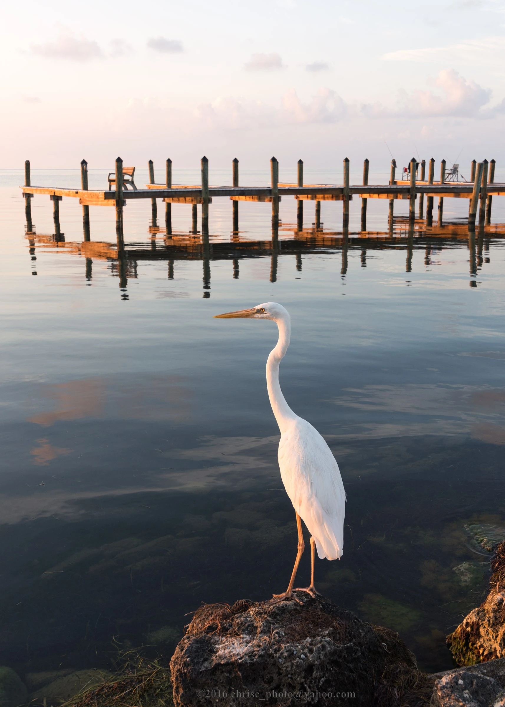 great-blue-heron-white-morph-jpg.121607