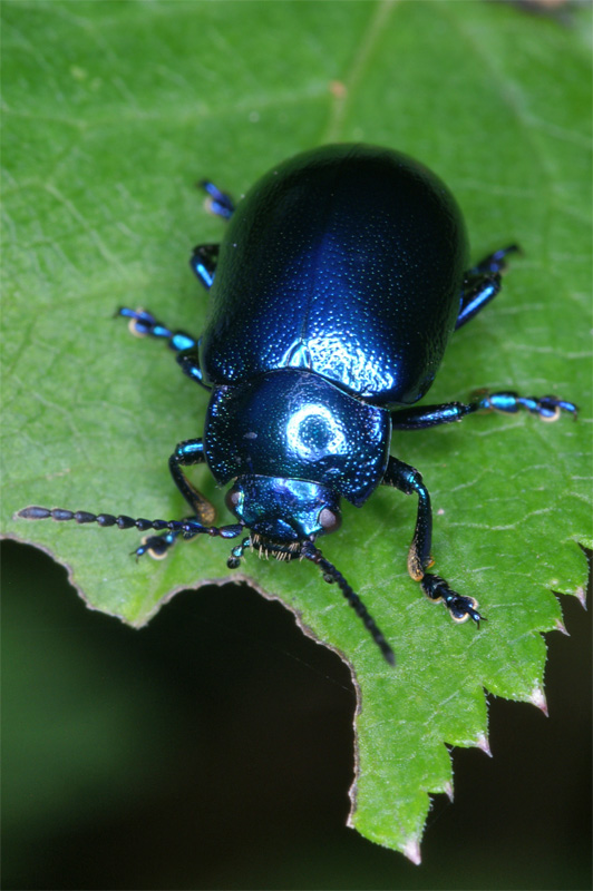 chrysolina_coerulans_01.jpg