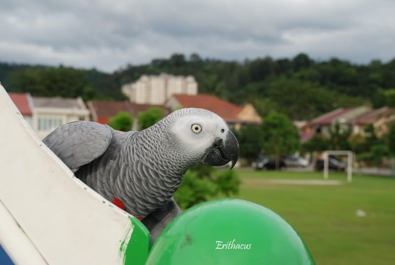 DSC_0421-1.jpg