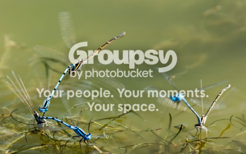 Dragonfly6.jpg