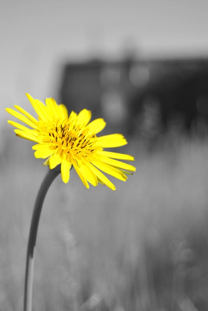 bwflower.jpg