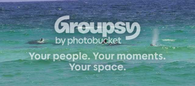 dolphin.jpg