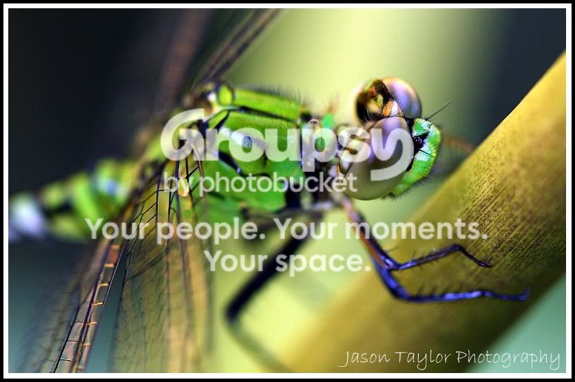 greendragonfly.jpg