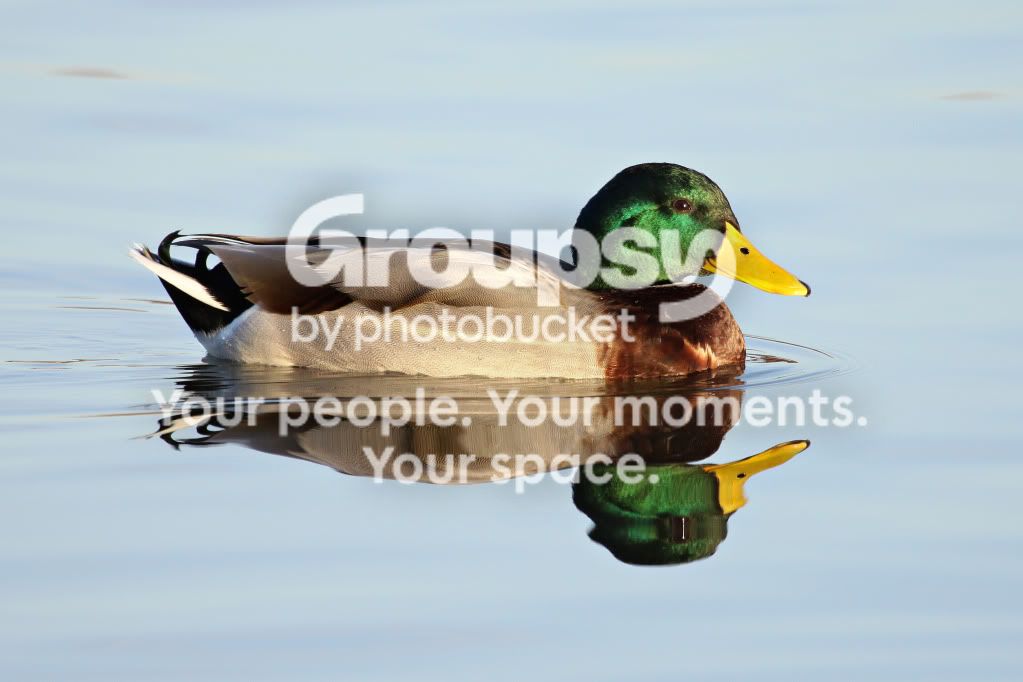 greenduck.jpg