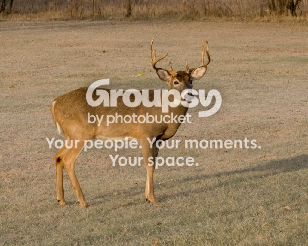 Buck1.jpg