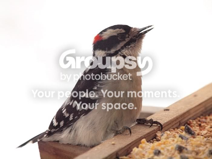 Birthdaywoodpecker.jpg
