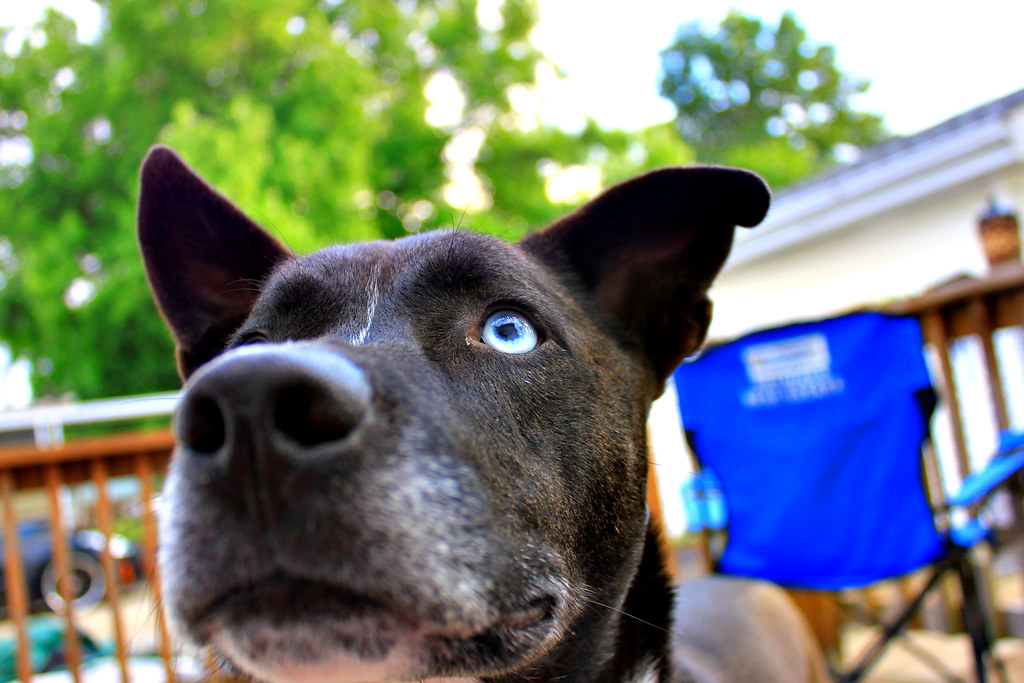 4620720080_6634a3e009_b.jpg