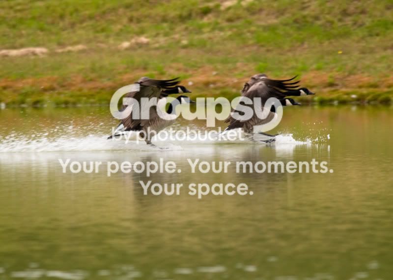 Geese-Landing-09.jpg