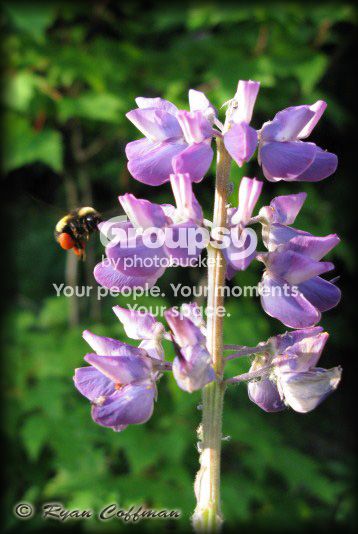 IMG_5371copy.jpg