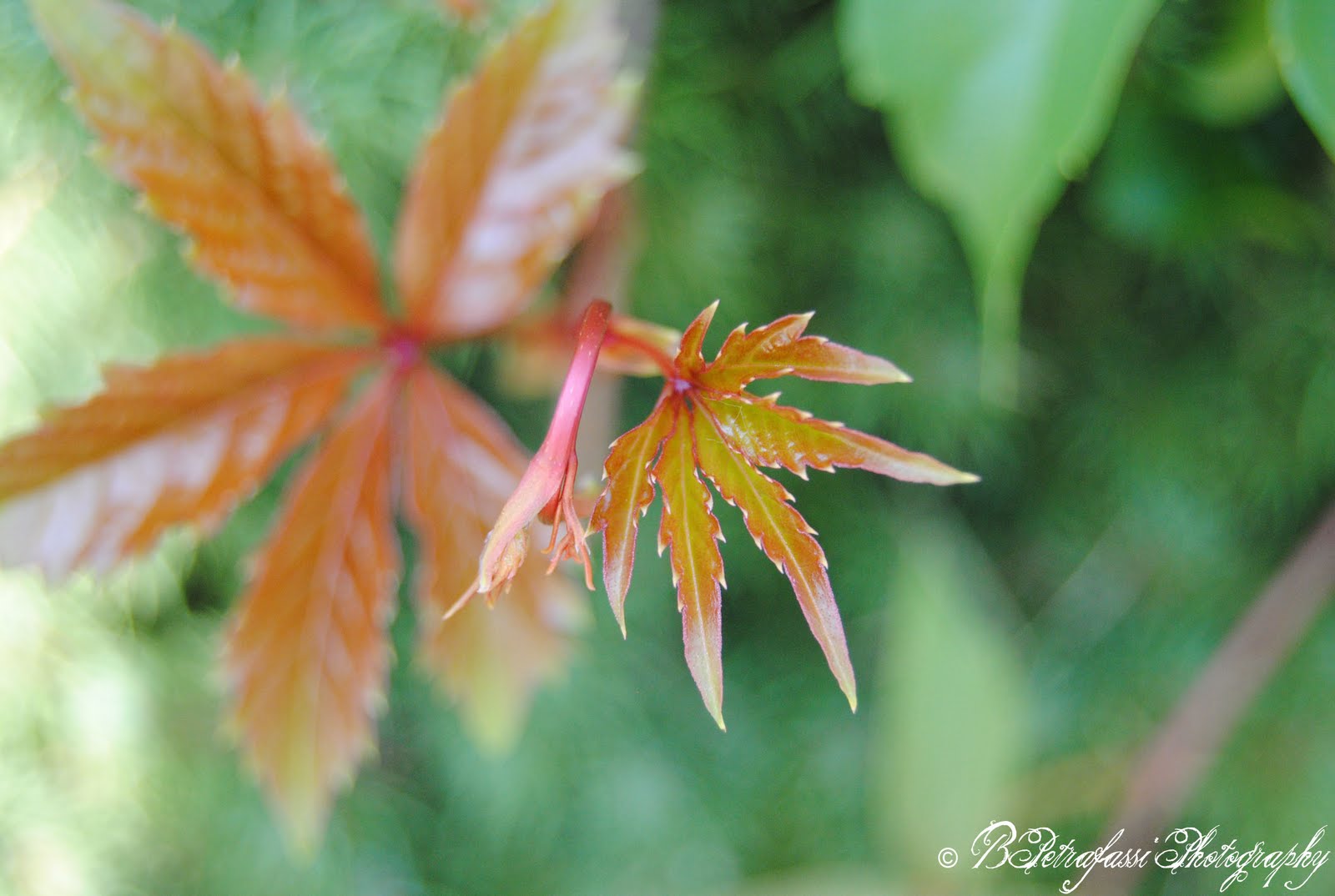 DSC_0585.jpg