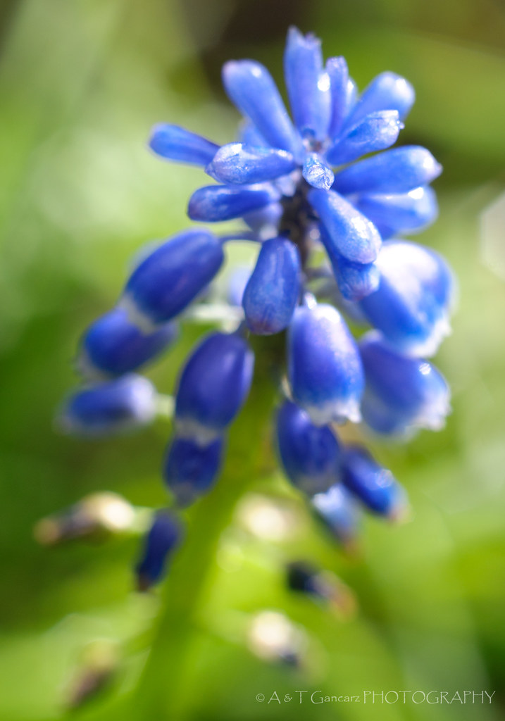 4615170382_11491bb3d8_b.jpg