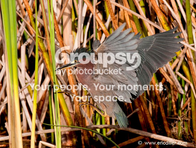 PIC_8540copy.jpg