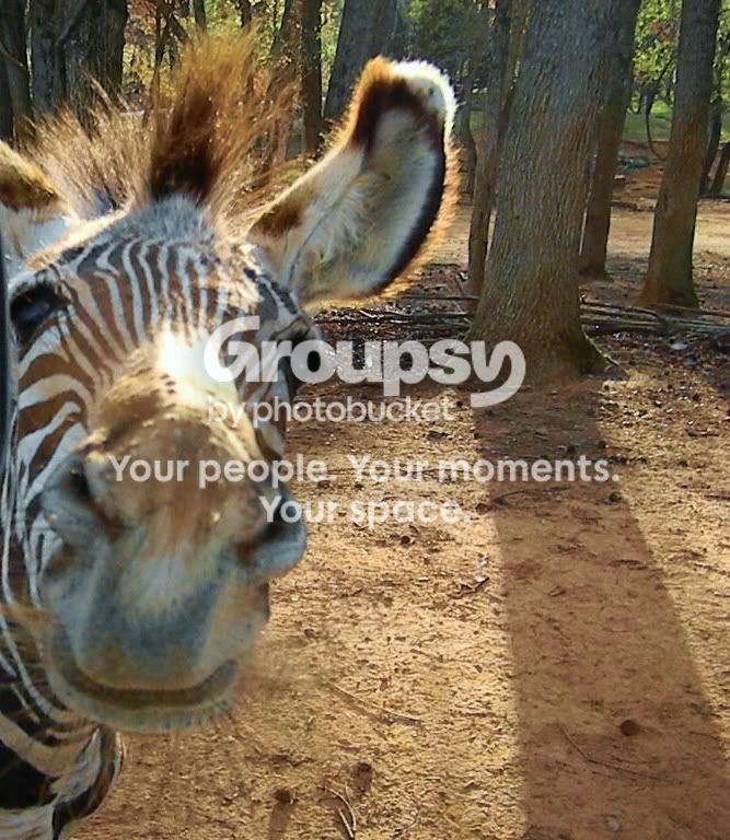 NikonL110DriveThruZoo32510434.jpg