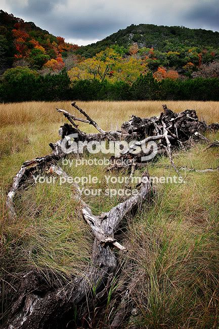 deadtree-small.jpg