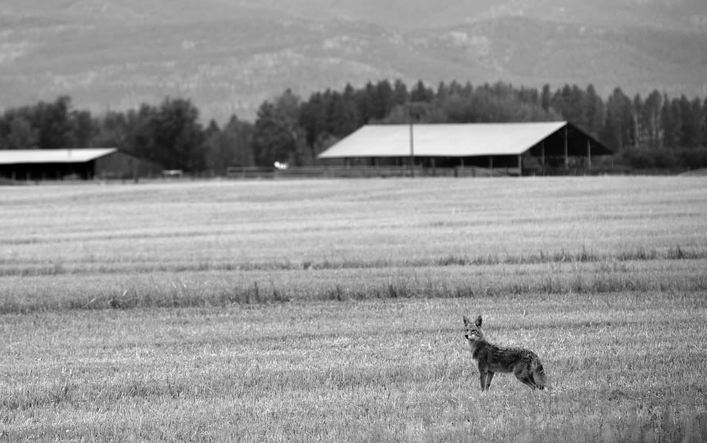 _DSC1964.jpg