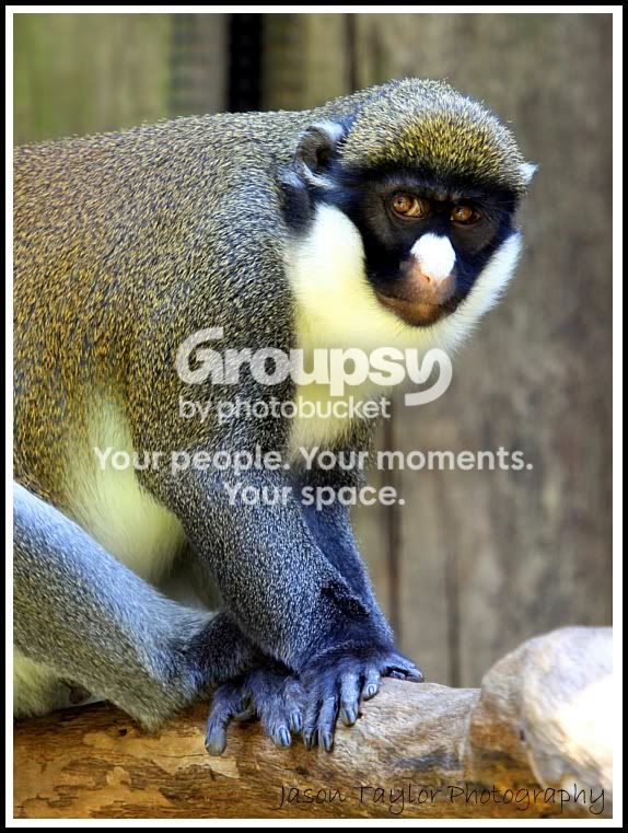 monkeyzoo.jpg
