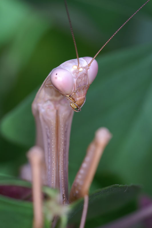 mantid_13.jpg