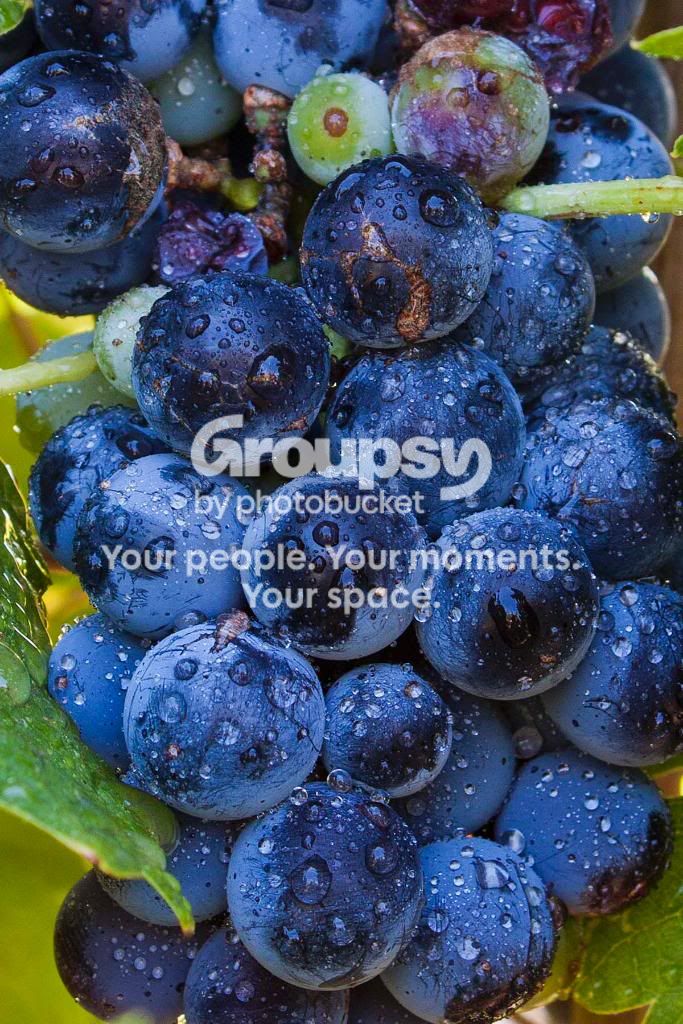 GrapeswithDew-closer.jpg