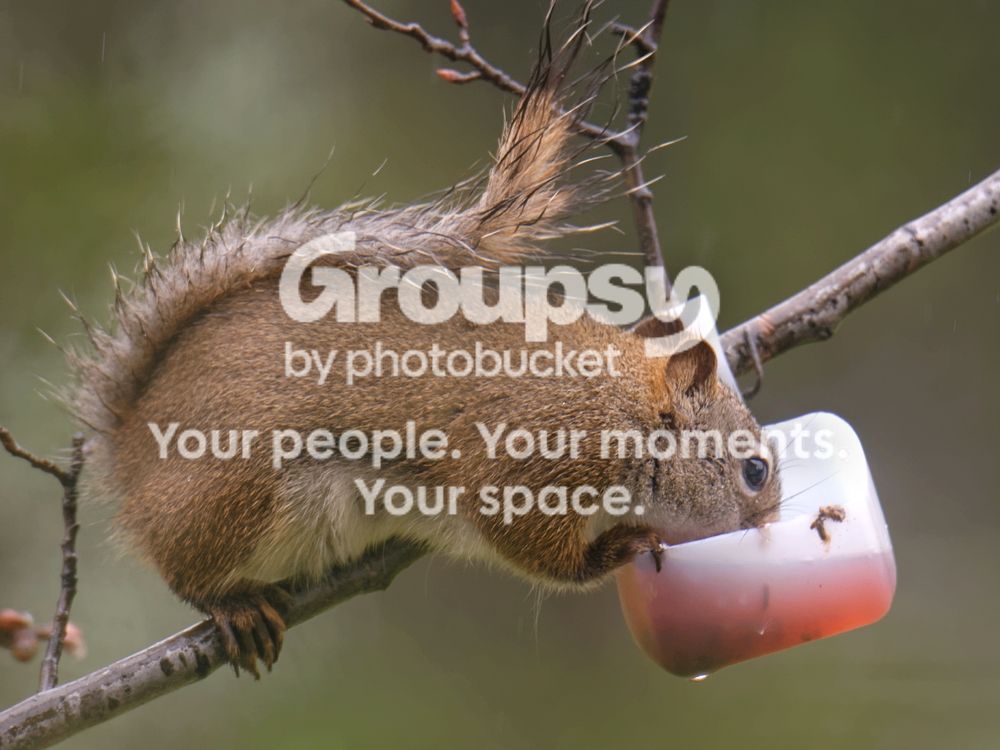 Squirreldrinking_zps82230524.jpg