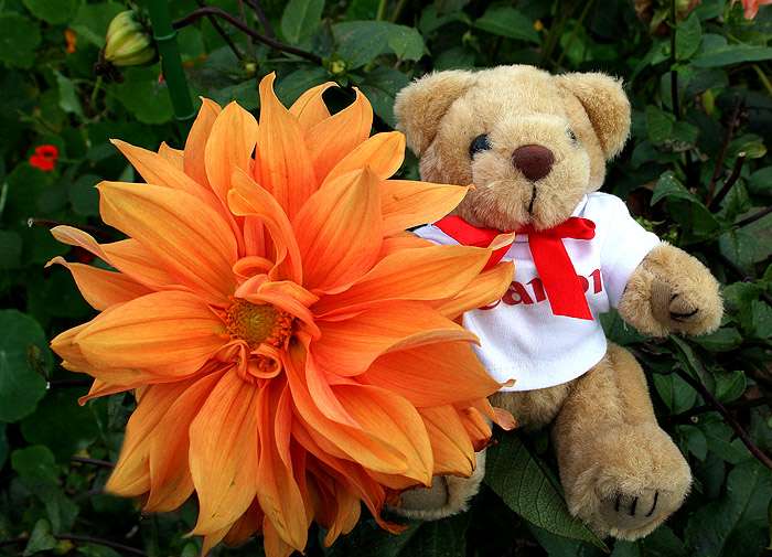 img0189psrsnd3.jpg