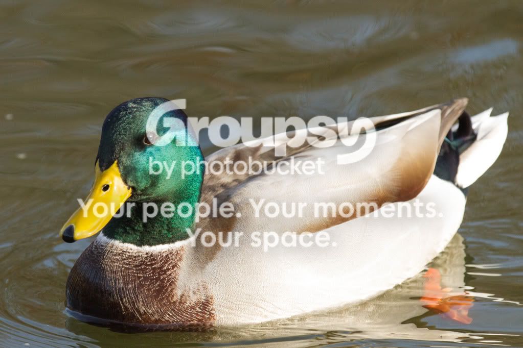 Justaduck.jpg