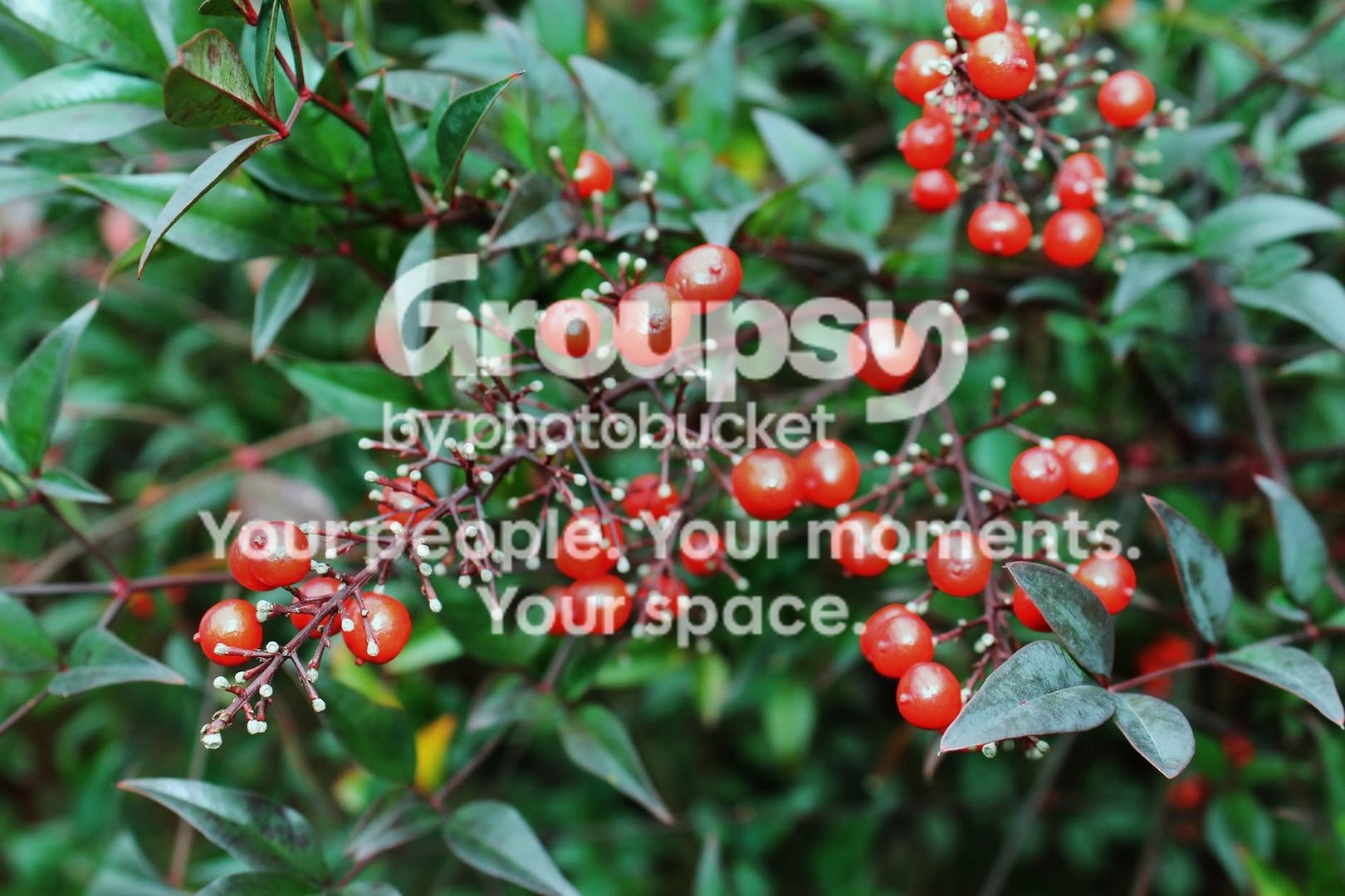 Nature054.jpg