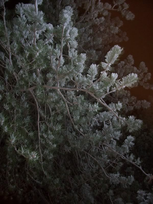 Pinewithsnow.jpg