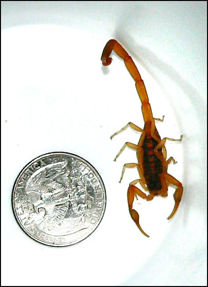 scorpionquarter.jpg