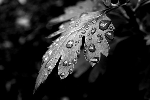 3916517325_d2907a67b6.jpg