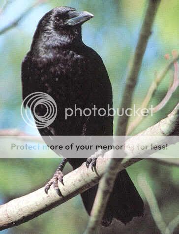 crow.jpg