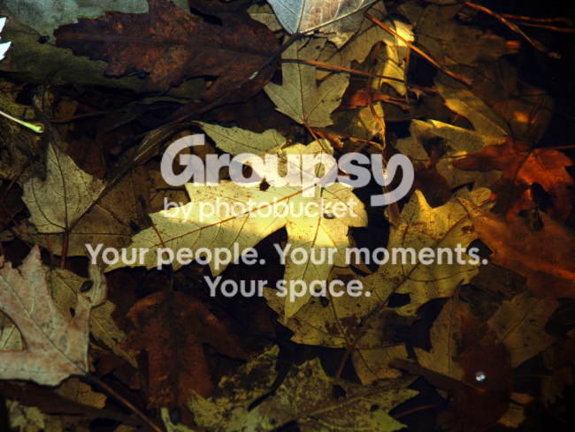 leaf.png