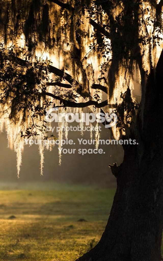 MorningTree_zpsc77c468f.jpg