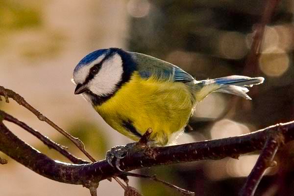 Bluetitposing.jpg